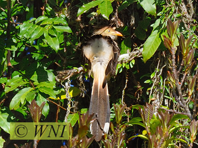 Guira Cuckoo (Guira guira)